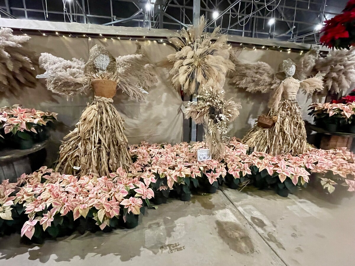 Nature's Blessings” Shine at Glick's Greenhouse 2025 Poinsettia