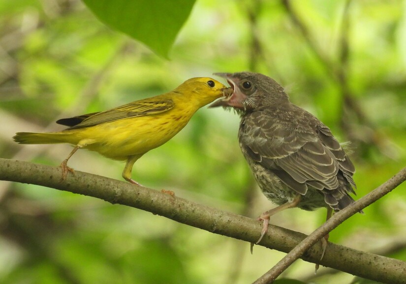 July Bird of the Month Brown headed Cowbird The Boyertown Area Expression