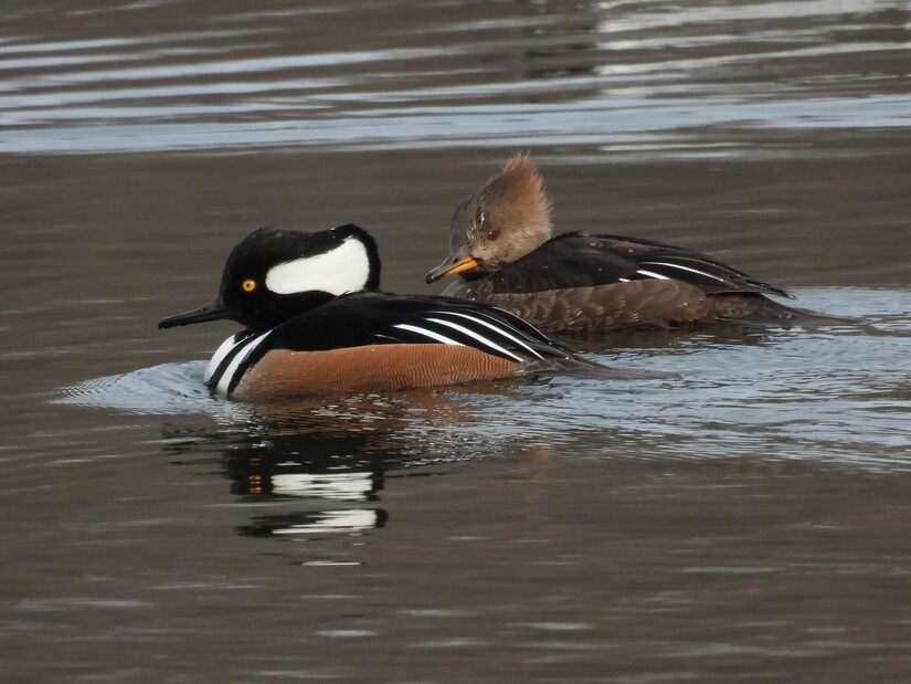 Hooded Merganser outlet Hen and Drake Pair