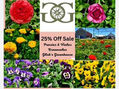 25% Off Sale: Pansies and Ranunculus at Glick's Greenhouse