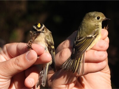November Bird of the Month: Capturing and Banding to Learn