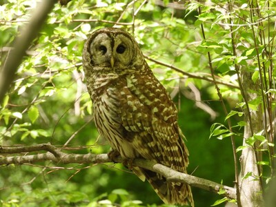 April Bird of the Month: Barred Owl