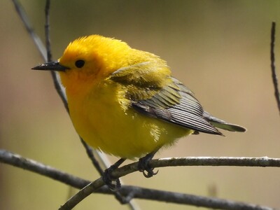 Prothonotary Warbler--May's Bird of the Month