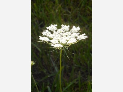 Delicacy of Queen Anne's Lace Captures Allison Kelly's Photographer's Eye