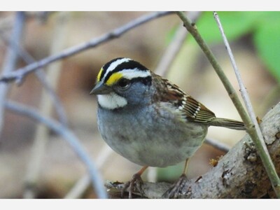 November 2024 Bird-of-the-Month: White-throated Sparrow