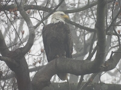 Bird of the Month: The Bald Eagles of Conowingo Dam
