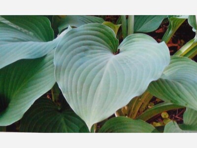 Allison Kelly Showcases Hearts in Nature