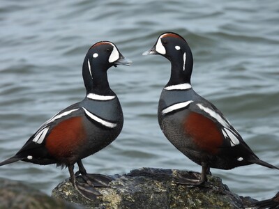 A Physically Challenging, Unique Valentine's Day Tradition for Loyal Birders