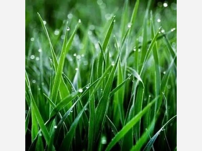 Nature Scenes the Subject of Sandra Williams' Poems for National Poetry Month