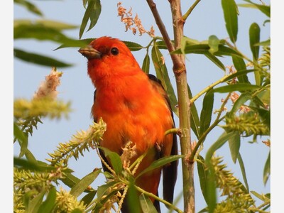 Bird of the Month: Scarlet Tanager.