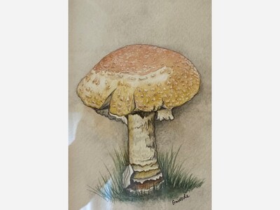 Studio B Art Gallery Showcases Artwork of Bear Fever Artist Erin Wade