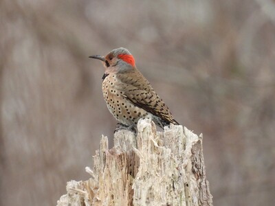 Bird of the Month: Boyertown, Pennsylvania's Woodpeckers