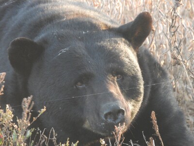 Mikę Strzelecki Offers Three Bears: Three Lessons