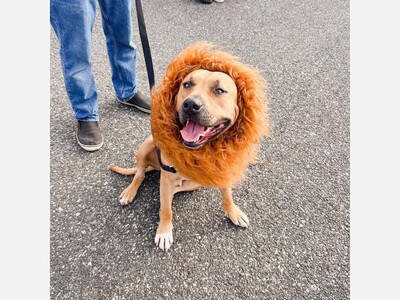 Building a Better Boyertown Presents Dog Days of Summer at the Boyertown Farmers Market