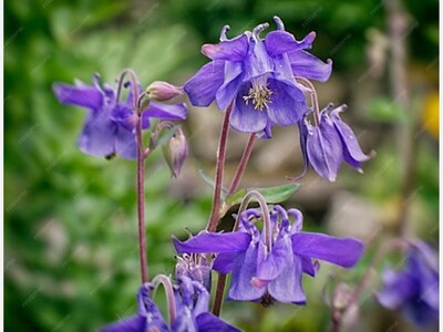 The Natural World Bears  Delights  for Heather E. Goodman 