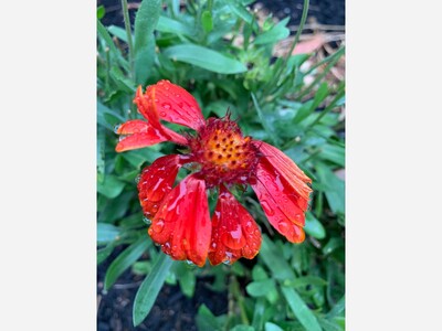 A Flower, a Friend, and a Connection From Beyond