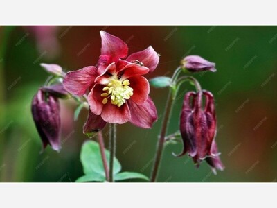 The Natural World Bears  Delights  for Heather E. Goodman 
