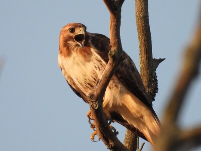 Mike Strzelecki Urges Knowledge of Buteo Hawks