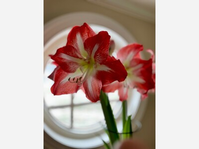 #8:  Little Things: A Locally Bred Flower Bulb Grows a Family of Beauty