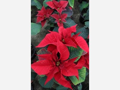  Good Tidings To All ... 