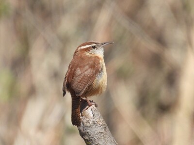 Carolina Wrens: Tiny, But Mighty...and Loud