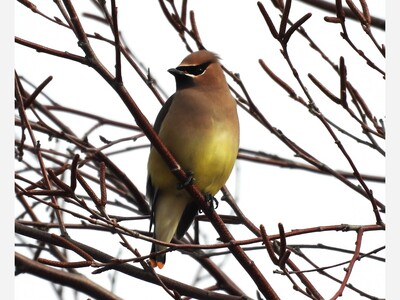 The Big Year of Birding Begins