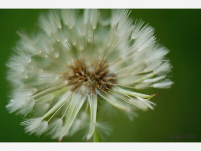 "B Inspired": Ray Bradbury's novel Dandelion Wine Inspires Reflection