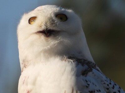 Why Do Snowy Owls Only Visit Our Area in Certain Years?