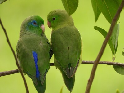 Birding the Andes Mountains of Colombia, South America