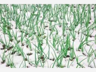 Encore Article with Update:  Revisiting the Onion Snow. Is It a Lost Tradition?