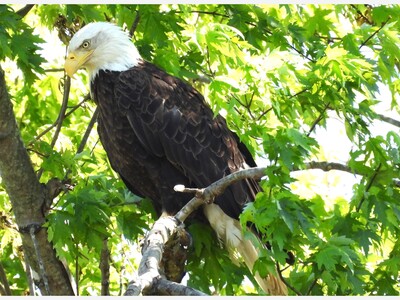 Bird of the Month: Bald Eagle