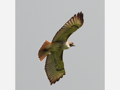 April 29: One-a-Day: Celebrating National Poetry Month