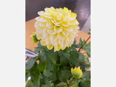 May 1: One-a-Day: Celebrating Flowers