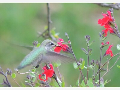 April 8: One-a-Day in Celebration of National Poetry Month 