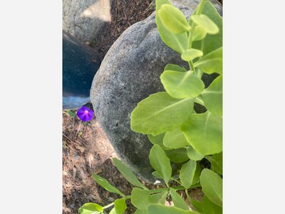 April 27: One-a-Day in Celebration of National Poetry Month