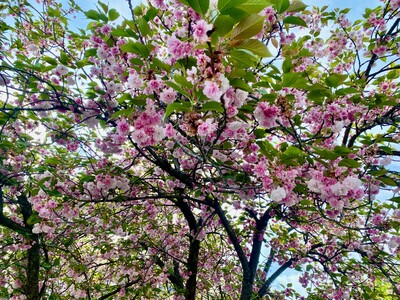 April 30: One-a-Day in Celebration of National Poetry Month