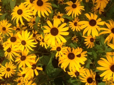 May 31: One-a-Day: Flowers--Nature's Eye Candy