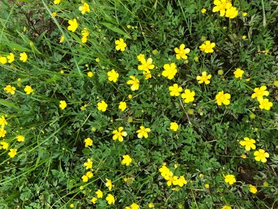 May 29: One-a-Day: Flowers--Nature's Eye Candy