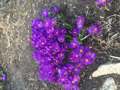 May 2: One-a-Day: Celebrating Flowers, Nature's Eye Candy