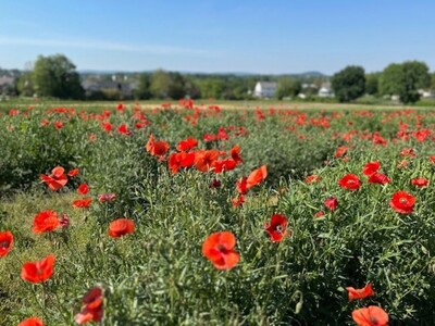 Levengood's Flowers Helps Us Remember Those We Lost