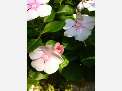 May 17: One-a-Day:Flowers--Nature's Eye Candy