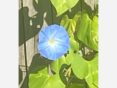 May 16: One-a-Day: Flowers--Nature's Eye Candy