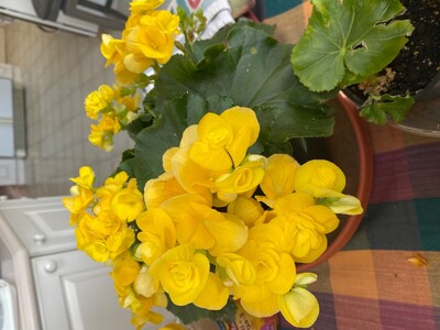 May 27: One-a-Day: Flowers--Nature's Eye Candy