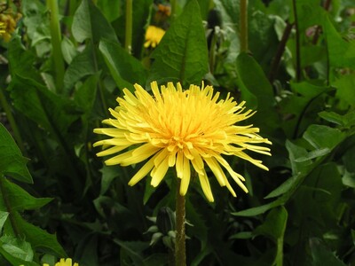 May 9: One-a-Day: Flowers--Nature's Eye Candy