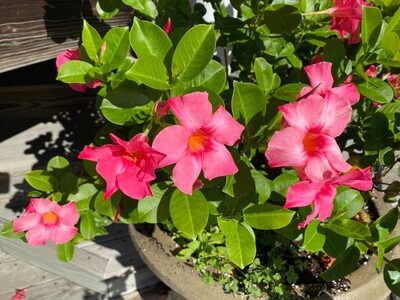 May 26: One-a-Day: Flowers--Nature's Eye Candy