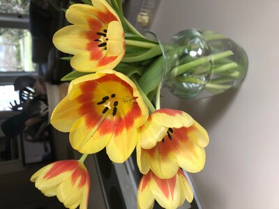 May 5: One-a-Day: Flowers, Nature's Eye Candy
