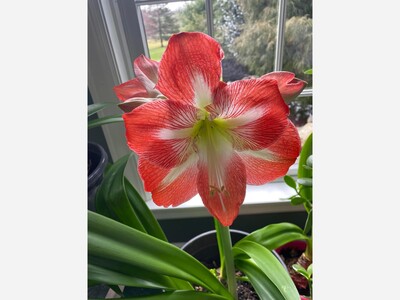 May 20: One-a-Day: Flowers--Nature's Eye Candy