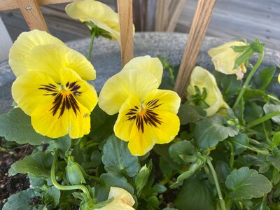 May 4: One-a-Day: Flowers--Nature's Eye Candy