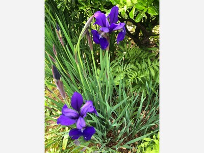 May 8: One-a-Day: Flowers--Nature's Eye Candy