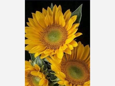 May 17: One-a-Day: Flowers--Nature's Eye Candy
